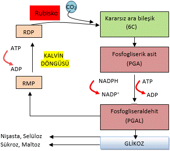 Işıktan bağımsız reaksiyonlar